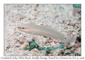 Crosshatch Goby