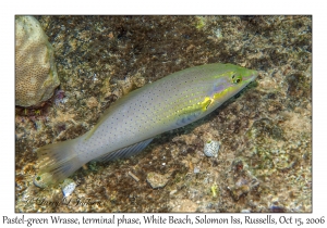 Pastel-green Wrasse