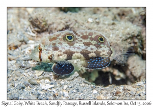 Signal Goby