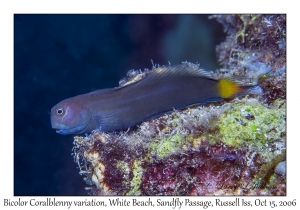 Bicolor Coralblenny variation