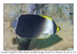 Graytail Angelfish