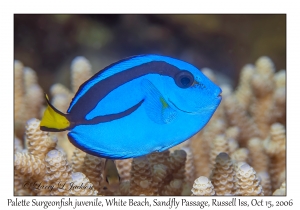 Palette Surgeonfish juvenile