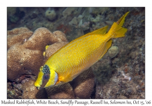 Masked Rabbitfish