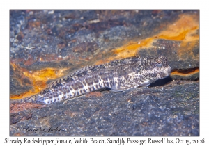 Streaky Rockiskipper female