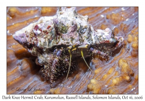 Dark Knee Hermit Crab