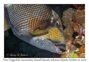 Titan Triggerfish