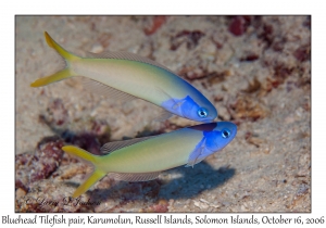 Bluehead Tilefish pair