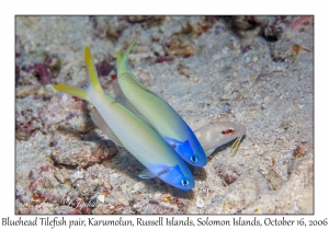 Bluehead Tilefish pair