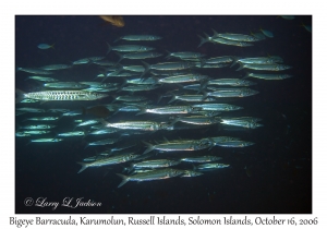 Bigeye Barracuda