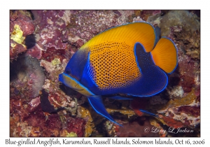 Blue-girdled Angelfish