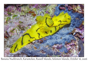 Banana Nudibranch