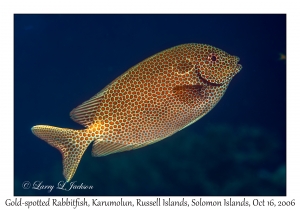 Gold-spotted Rabbitfish