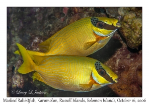 Masked Rabbitfish