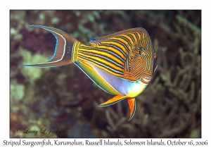 Striped Surgeonfish