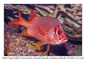 Sabre Squirrelfish