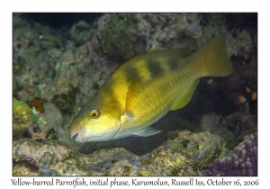 Yellow-barred Parrotfish
