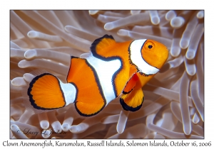 Clown Anemonefish