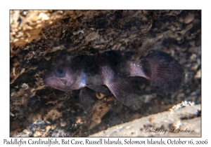 Paddlefin Cardinalfish