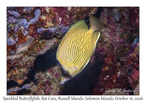 Speckled Butterflyfish