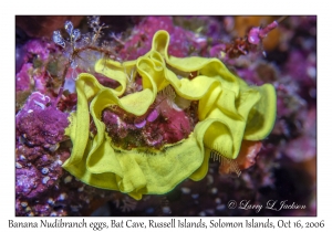 Banana Nudibranch eggs