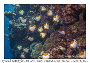 Pyramid Butterflyfish