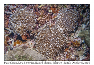Plate Corals