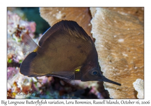 Big Longnose Butterflyfish variation