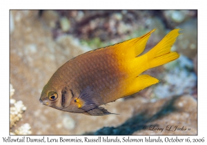 Yellowtail Damsel