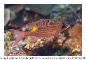 Striped Large-eye Bream