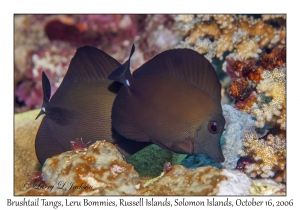 Brushtail Tangs