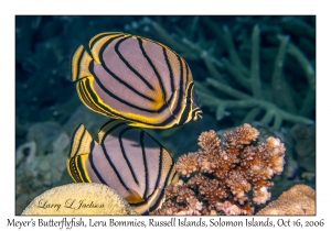 Meyer's Butterflyfish
