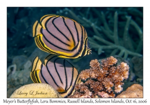 Meyer's Butterflyfish