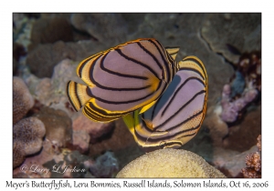 Meyer's Butterflyfish