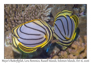 Meyer's Butterflyfish