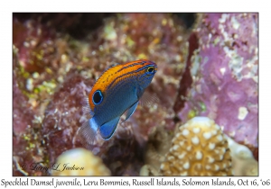 Speckled Damsel juvenile