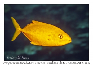 Orange-spotted Trevally