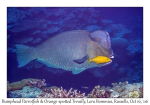 Bumphead Parrotfish & Orange-spotted Trevally