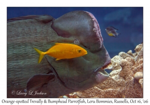 Bumphead Parrotfish & Orange-spotted Trevally