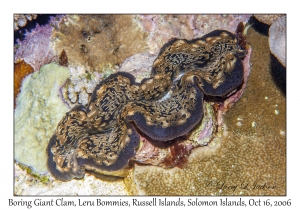 Boring Giant Clam