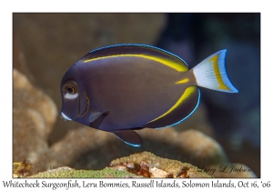 Whitecheek Surgeonfish