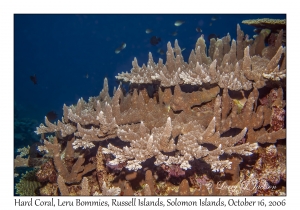 Hard Coral