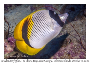 Lined Butterflyfish