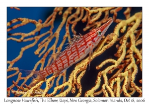 Longnose Hawkfish