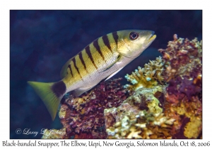 Black-banded Snapper