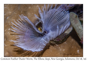 Common Feather Duster Worm