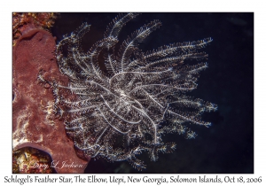 Schlegel's Feather Star