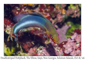 Doublestriped Dottyback