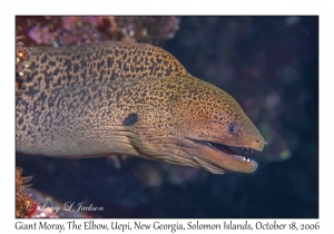 Giant Moray