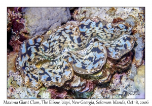 Maxima Giant Clam