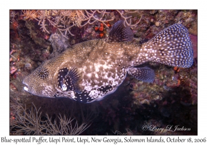 Blue-spotted Puffer